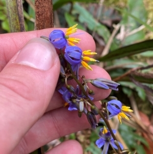 Dianella tasmanica at Barrington Tops National Park - 18 Dec 2023 02:05 PM