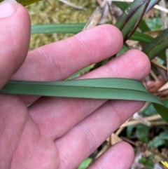 Dianella tasmanica at Barrington Tops National Park - 18 Dec 2023