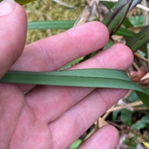 Dianella tasmanica at Barrington Tops National Park - 18 Dec 2023