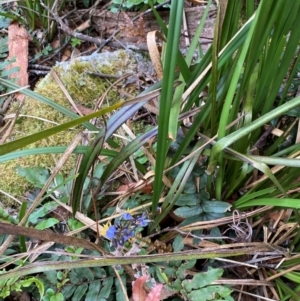 Dianella tasmanica at Barrington Tops National Park - 18 Dec 2023