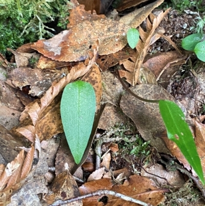 Adenochilus nortonii (Australian Gnome Orchid) at Gloucester Tops, NSW - 18 Dec 2023 by Tapirlord