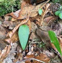 Adenochilus nortonii (Australian Gnome Orchid) at suppressed - 18 Dec 2023 by Tapirlord
