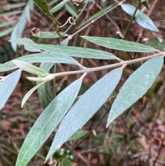 Atherosperma moschatum subsp. integrifolium (southern sassafras, narrow leaved) at Barrington Tops National Park - 18 Dec 2023 by Tapirlord