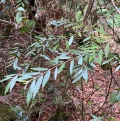 Atherosperma moschatum subsp. integrifolium at Barrington Tops National Park - 18 Dec 2023