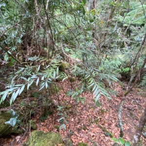 Atherosperma moschatum subsp. integrifolium at Barrington Tops National Park - 18 Dec 2023