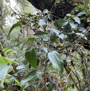 Smilax australis at Barrington Tops National Park - 18 Dec 2023