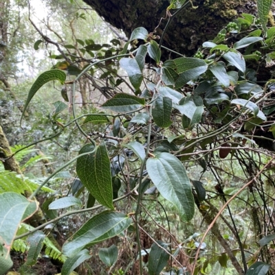 Smilax australis (Barbed-Wire Vine) at Gloucester Tops, NSW - 18 Dec 2023 by Tapirlord