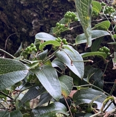 Smilax australis at Barrington Tops National Park - 18 Dec 2023 02:01 PM