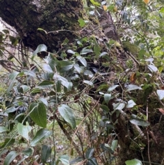Smilax australis at Barrington Tops National Park - 18 Dec 2023