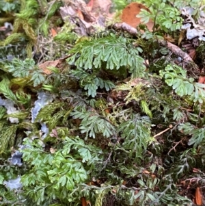 Hymenophyllum cupressiforme at Barrington Tops National Park - suppressed