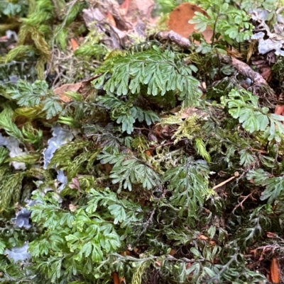 Hymenophyllum cupressiforme (Common Filmy Fern) at Barrington Tops National Park - 18 Dec 2023 by Tapirlord