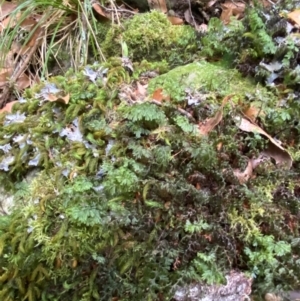 Hymenophyllum cupressiforme at Barrington Tops National Park - suppressed