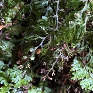 Hymenophyllum cupressiforme at Barrington Tops National Park - suppressed