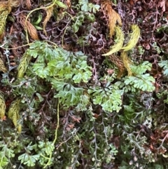 Hymenophyllum cupressiforme at Barrington Tops National Park - suppressed