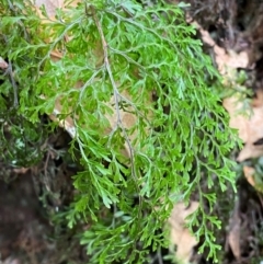 Hymenophyllum bivalve (Rainforest Filmy Fern) at Gloucester Tops, NSW - 18 Dec 2023 by Tapirlord