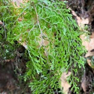Hymenophyllum bivalve at Barrington Tops National Park - 18 Dec 2023