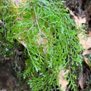 Hymenophyllum bivalve at Barrington Tops National Park - suppressed