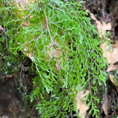 Hymenophyllum bivalve (Rainforest Filmy Fern) at Barrington Tops National Park - 18 Dec 2023 by Tapirlord