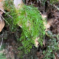 Hymenophyllum bivalve at Barrington Tops National Park - suppressed