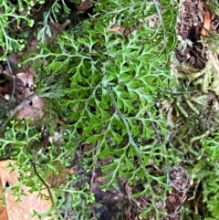 Hymenophyllum bivalve at Barrington Tops National Park - 18 Dec 2023