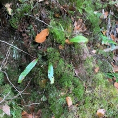 Hymenophyllum bivalve at Barrington Tops National Park - suppressed