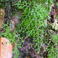 Hymenophyllum bivalve at Barrington Tops National Park - 18 Dec 2023