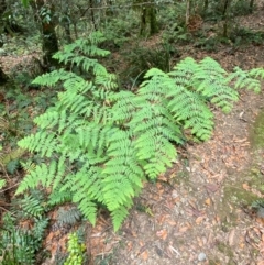 Histiopteris incisa (Bat's-Wing Fern) at Gloucester Tops, NSW - 18 Dec 2023 by Tapirlord