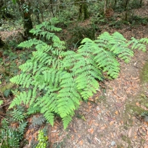 Histiopteris incisa at Barrington Tops National Park - suppressed