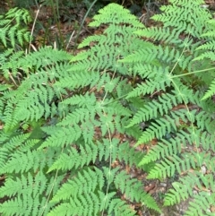 Histiopteris incisa at Barrington Tops National Park - suppressed