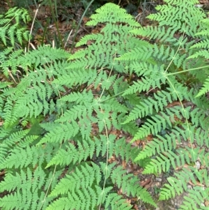 Histiopteris incisa at Barrington Tops National Park - suppressed
