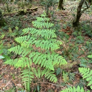 Histiopteris incisa at Barrington Tops National Park - 18 Dec 2023