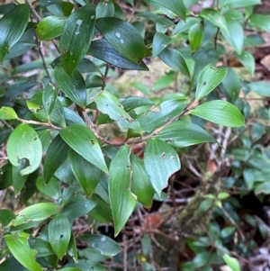 Trochocarpa laurina at Barrington Tops National Park - 18 Dec 2023 01:54 PM