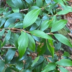 Trochocarpa laurina at Barrington Tops National Park - 18 Dec 2023 01:54 PM