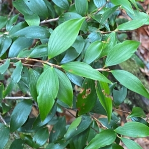 Trochocarpa laurina at Barrington Tops National Park - 18 Dec 2023 01:54 PM