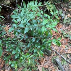 Trochocarpa laurina at Barrington Tops National Park - 18 Dec 2023 01:54 PM