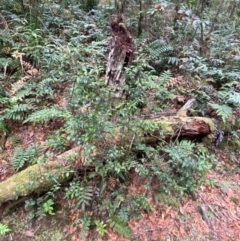 Trochocarpa laurina at Barrington Tops National Park - 18 Dec 2023 01:54 PM