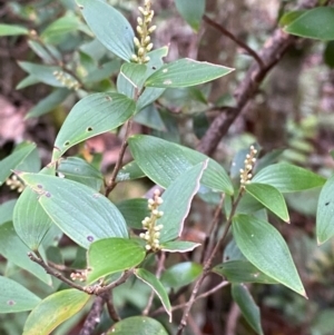 Trochocarpa laurina at Barrington Tops National Park - 18 Dec 2023 01:54 PM