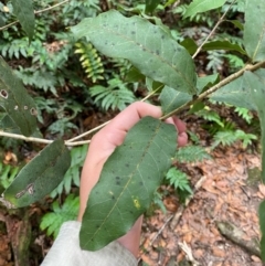 Notelaea venosa (Large Mock Olive) at Gloucester Tops, NSW - 18 Dec 2023 by Tapirlord