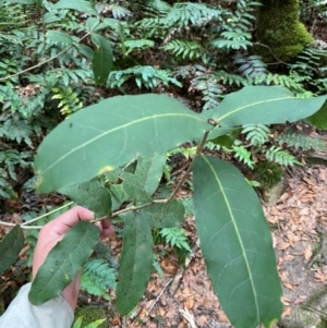 Notelaea venosa at Barrington Tops National Park - 18 Dec 2023 01:53 PM