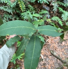 Notelaea venosa at Barrington Tops National Park - 18 Dec 2023 01:53 PM