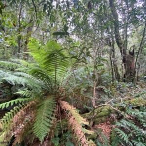 Notelaea venosa at Barrington Tops National Park - 18 Dec 2023