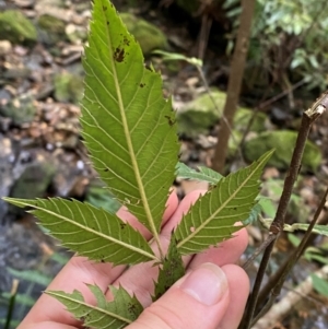 Vesselowskya rubifolia at Barrington Tops National Park - 18 Dec 2023