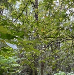 Vesselowskya rubifolia at Barrington Tops National Park - 18 Dec 2023