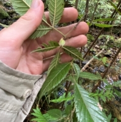 Vesselowskya rubifolia at Barrington Tops National Park - 18 Dec 2023