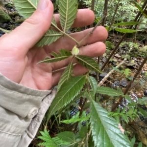 Vesselowskya rubifolia at Barrington Tops National Park - 18 Dec 2023