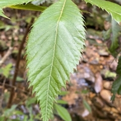 Vesselowskya rubifolia at Barrington Tops National Park - 18 Dec 2023