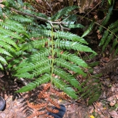 Todea barbara (King Fern) at Gloucester Tops, NSW - 18 Dec 2023 by Tapirlord