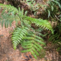 Todea barbara at Barrington Tops National Park - suppressed