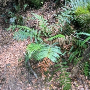 Todea barbara at Barrington Tops National Park - 18 Dec 2023