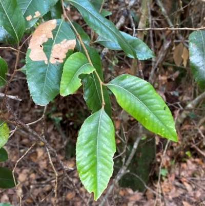 Nothofagus moorei (Antarctic Beech) at Gloucester Tops, NSW - 18 Dec 2023 by Tapirlord